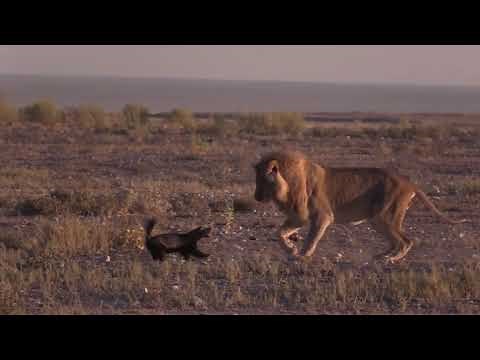 Fearless honey badger vs a Male lion