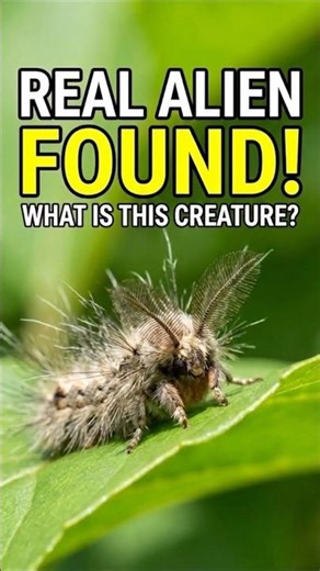 Alien or Insect? You Decide! 🛸🐛 #shorts