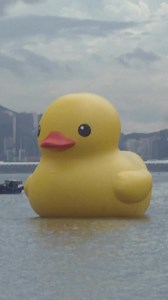 🐤🐤 A decade after a giant inflatable yellow duck captivated crowds in Hong Kong, the art installation returned to the city's Victoria Harbour on Friday – and it brought a friend #AFP | AFP News Agency