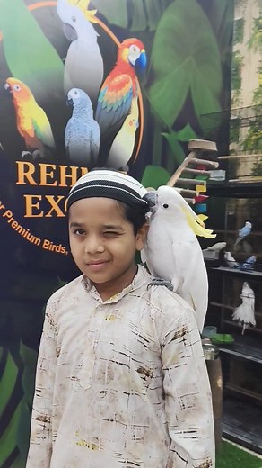 30K views · 2.1K reactions | Greater sulphur-crested cockatoo price in india Follow  @rehmatexotics #greatersulphurcrestedcockatoo #sulphurcrestedcockatoos #bigparrots #cockatoo #birdlovers #birdknowledge #birdinformation | Pet Guruji | Facebook