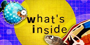 What's inside these 8 unique creatures