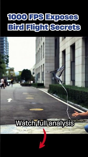 1000 FPS Exposes Bird Flight Secrets | High Speed Imaging