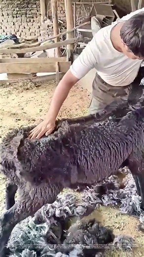 Shearing the Fleece: How Traditional Wool Harvesting Keeps Farms Thriving