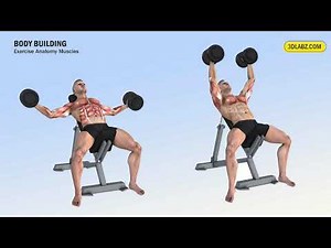 Bodybuilding Muscle Anatomy - Exercise 3D Anatomy Illustrations