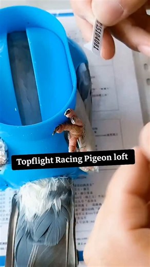 14K views · 937 reactions | Manually making pigeon ring stickers #rings #pigeonrings #racingpigeonsrings #legsrings #kabootarrings #tfrpl #topflightracingpigeonloft | Topflight Racing Pigeon Loft | Facebook