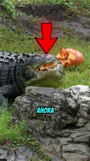 Los animales vistos desde otro ángulo 🤯 #curiosidad #animales