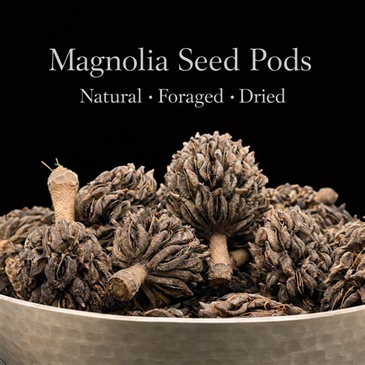 Southern Magnolia Pods • Dried Magnolia Seed Pods • Natural Bowl Filler Botanical Decor - Etsy