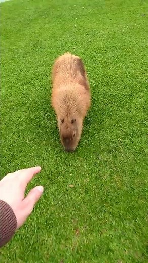 Petting A Wild Capybara