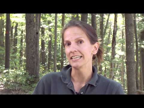 Eastern (Red-Spotted) Newt