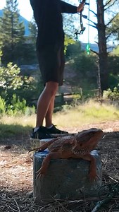 20K views · 274 reactions | Rhydon is just CHILL, where ever I take...