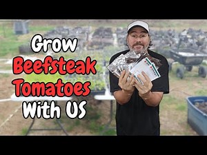 Grow MASSIVE Beefsteak Tomatoes From Seed | Step-by-Step With Us!