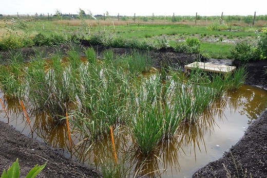 Rice takes root in British soil for the first time
