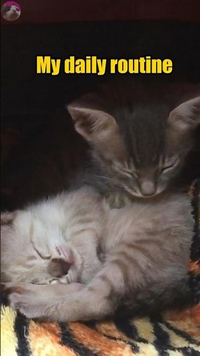 My daily routine #shorts #cat #cute #kitten