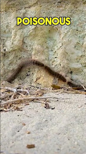 Keep Away from Hairy Caterpillars: Safety & First Aid Tips 🐛