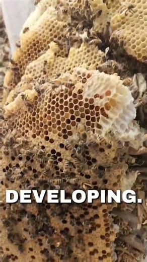 Massive bee swarm!! 😱🐝🐝