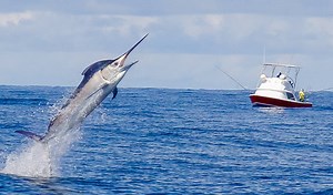 Tropic Star Lodge continues to offer our guests amazing fishing vacations. Located in remote Piñas Bay Panama, Tropic Star is home to more than 300 I.G.F.A. fishing world records. The Lodge has been undergoing renovations and refurbishments --- the improvements are a big hit with our guests! | Tropic Star Lodge