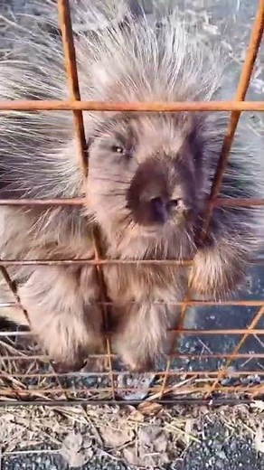 Adorable Porcupine Making The Cutest Noises