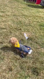 673K views · 97K reactions | Not everyone is born to run…… some of us are born to roll ♿️ I might not have made it onto the podium at the weekend’s roadrace - but I am renowned as being a legend when it comes to sniffing out the nearest paddock BBQ, and hoovering up the droppings at the paddock chip van 磊 #paddocklife #roadracing #RaceofLegends We do not own the copyright to the background music in this video  | Henry Wee_Wheels | Facebook