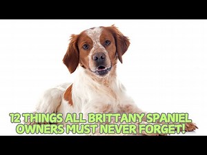 12 Things All Brittany Spaniel Owners Must Never Forget!