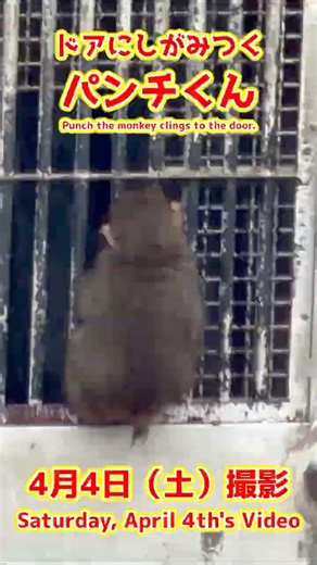 パンチくん【2026年4月4日撮影】ドアにしがみつくパンチくん #がんばれパンチ #punch #HangInTherePunch #市川市動植物園【Punch the monkey】N04