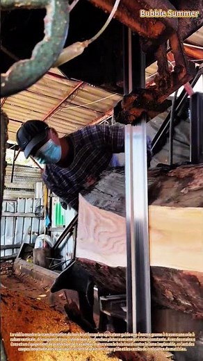 Transformation du bois : des grumes en bois de construction à l'aide d'une scie à ruban