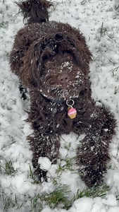 Country Charm Sunday Morning | Jae Australian Cobberdogs