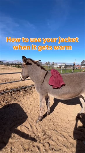 The jacket was in the way and I didn’t want to put it on the dirt. #californiabreakfastburritos #runwiththeburros #weareondonkeytime | California Breakfast Burritos