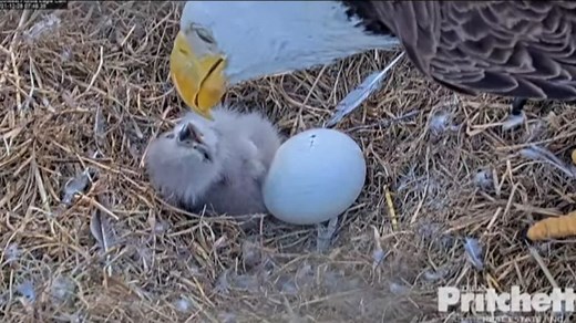 Heartwarming video shows bald eagle hatching from its egg