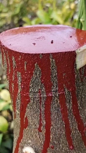 Orange Tree Grafting Guide