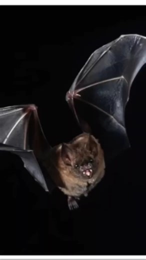 minecraft vs real life #shadow माइनक्राफ्ट बनाम वास्तविक जीवन #minecraftshorts #sonic