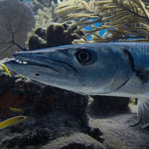 That barracuda might remember a thing or two from this encounter, too! Learn more memorable facts about these fascinating creatures in #SecretsOfTheOctopus, now streaming on Disney and Hulu. | National Geographic Animals