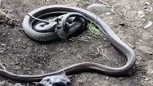 Big snake fights smaller python for its meal, then eats python