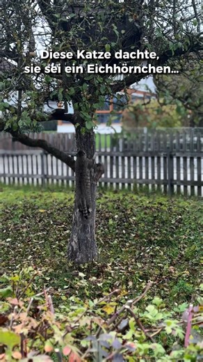 Diese Katze dachte, sie sei ein Eichhörnchen 🐿️