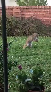 10K views · 57 reactions | Proof that #Tucson is Wildcat Country!! Check out this bobcat "playing" with its food -- a packrat. An article from the London Zoo says cats do this to break their prey's back to protect themselves from injury. Thanks to KGUN 9 On Your Side viewer Olivia Hanson for the video! #WildcatCountry | Samantha Cortese | Facebook