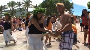 On Independence Day on the Big Island, these sea turtles taste freedom at last