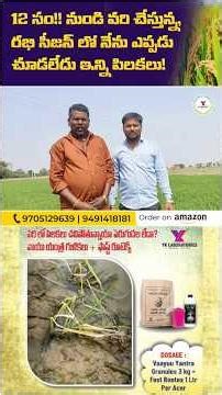 12 సం!! నుండి వరి చేస్తున్న ,రభి సీజన్ లో నేను ఎప్పడు చూడలేదు ఇన్ని పిలకలు paddy growth Rice crop
