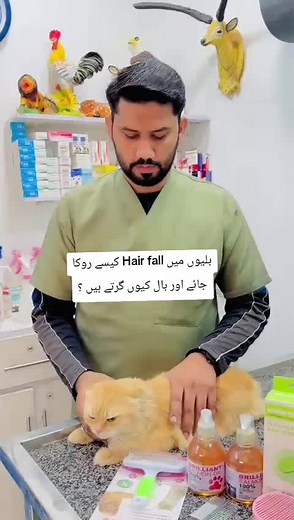How to Control Hair Fall in Cats: Expert Tips