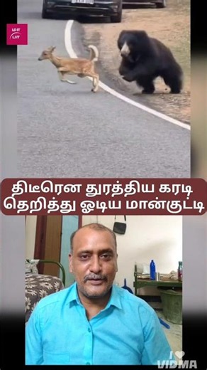Fawn running for its life from a bear..! Video captured on the roadside....!
