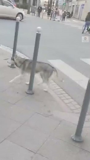 Pedestrians break dog's fall from building