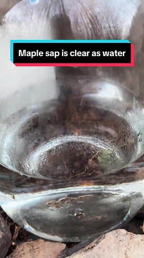 Maple Sap: Clear, Not Sticky! Homesteading & Syrup-Making