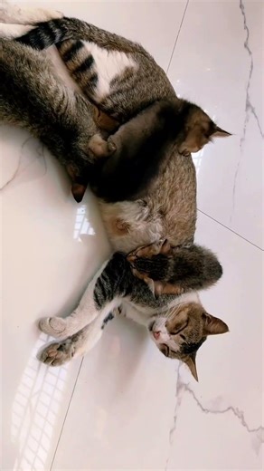 #cat #dekha ek khwab to .....