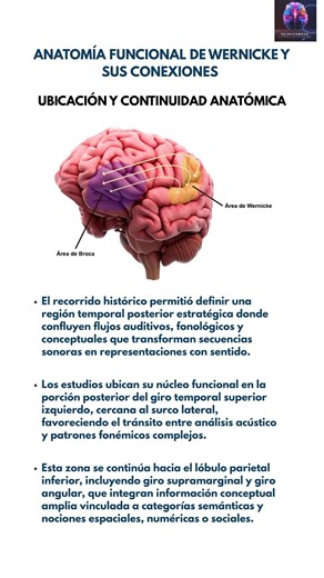 #Neurociencias: Ubicación y continuidad anatómica del área de Wernicke 🧠 La región de Wernicke se sitúa en un punto estratégico donde convergen análisis acústico, fonología y significado dentro del hemisferio izquierdo. 🔹 La historia del lenguaje permitió definir una región temporal posterior donde confluyen flujos auditivos, fonológicos y conceptuales que transforman secuencias sonoras en representaciones con sentido. 🔹 Su núcleo funcional se ubica en la porción posterior del giro temporal s