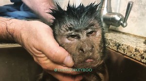 MonkeyBoo LOVES a hot bath! 🛁🐒 He’s one clean monkey! 🙈🚿 Watch the UN-EDITED full video by clicking the link! 👀🙈 https://youtu.be/WTJjTsNrdRE | MonkeyBoo