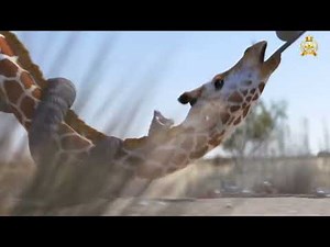 Elephant vs Giraffe Water Fight