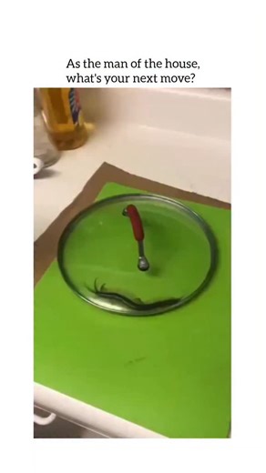 guffvibes on Instagram: "This video is a humorous take on a tense situation involving a large, fast-moving centipede (rather than a woolly bear caterpillar) trapped under a glass pot lid. Here is a breakdown of what happens: The Situation The video starts with a "challenge" caption: "As the man of the house, what’s your next move?" Inside the kitchen, a very large, dark centipede is scurrying frantically in circles beneath a transparent pot lid on a bright green surface. The Action The Trap: The