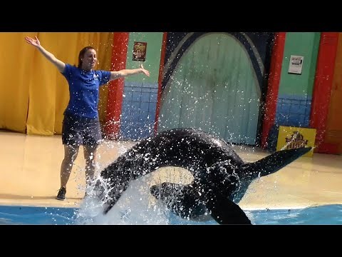 Sea Lions at Play (Full Show) - SeaWorld San Antonio - October 12, 2018