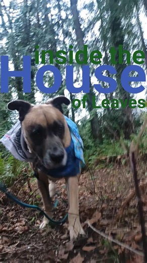 the multiform Library