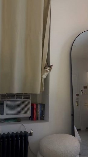 Mabel Does Not Want to Be Disturbed || ViralHog