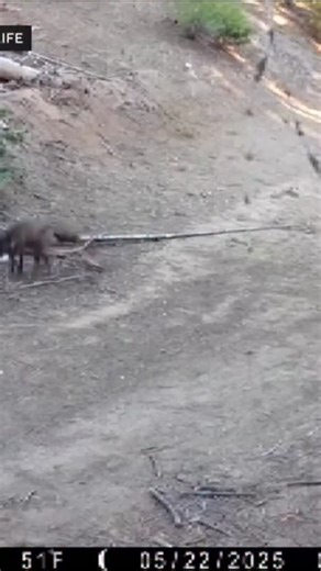 A gray wolf was spotted in Los Angeles County for the first time in 100 years, according to State Wildlife officials. The 3-year-old female wolf was detected in Lancaster early Saturday. | CBS 8 San Diego