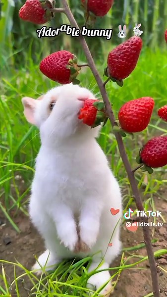 Rabbit eating strawberry 🍓🍓| Rabbit eating sounds| Rabbit 🐇🐰 love ❤️😘#tiktok #RabbitEating #StrawberryFeast #ASMRRabbit #BunnyLove #NomNomNom #RabbitSounds #CuteBunny #PetLife #RabbitSnackTime #SweetBunnyMoments